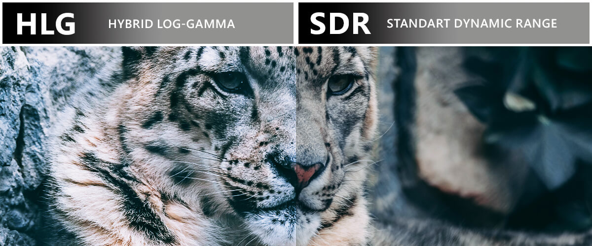 Hybrid Log-Gamma (HLG) vs SDR video formats